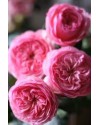 Garden rose Mariatheresia